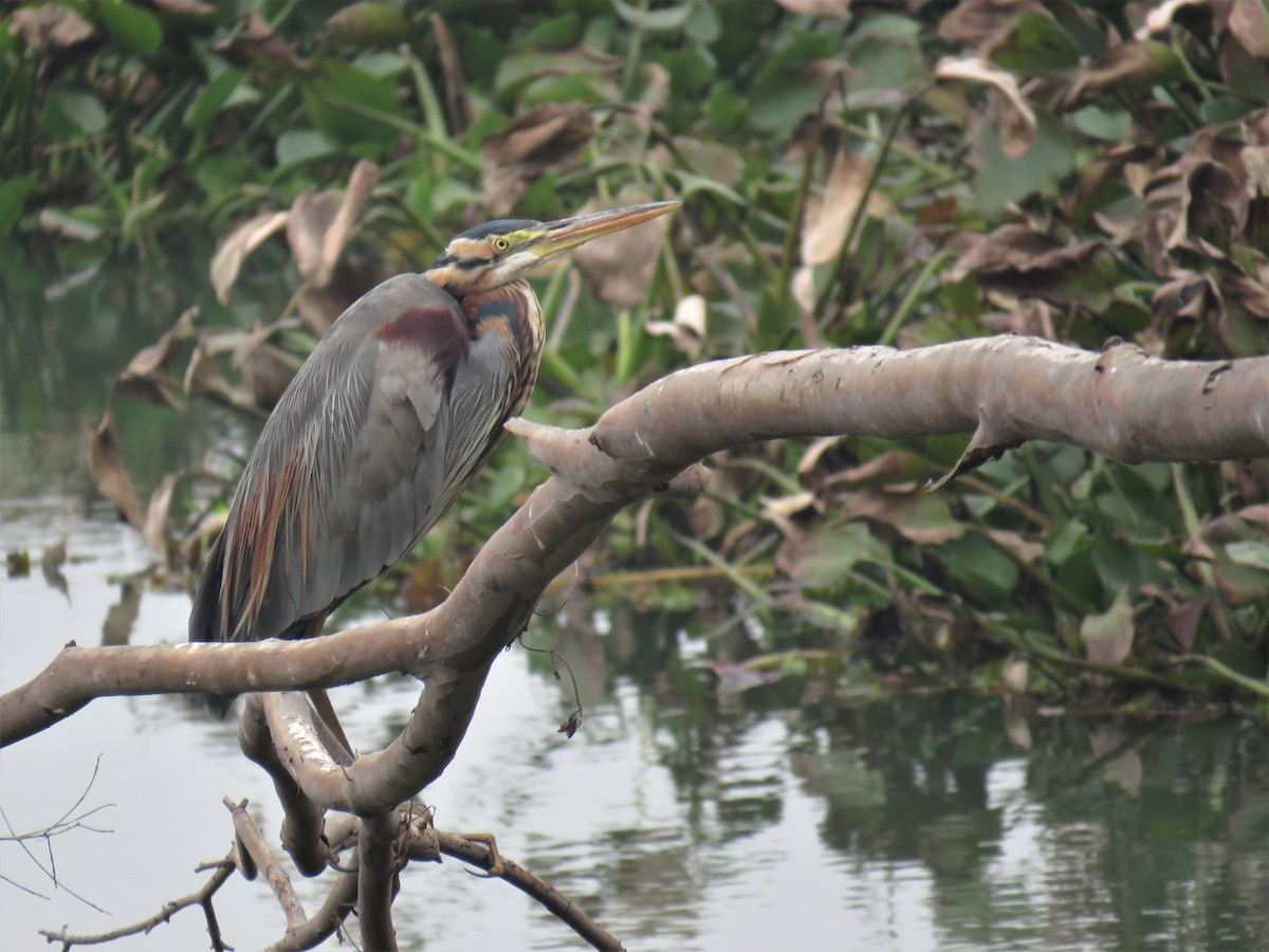 Purple Heron - ML108245581