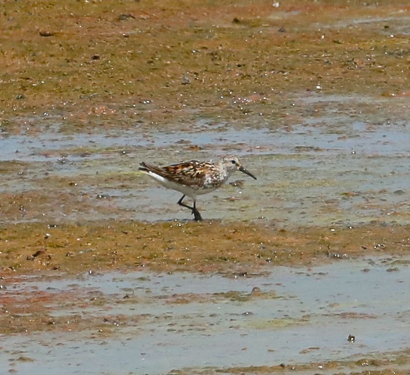 Western Sandpiper - Charles Lyon