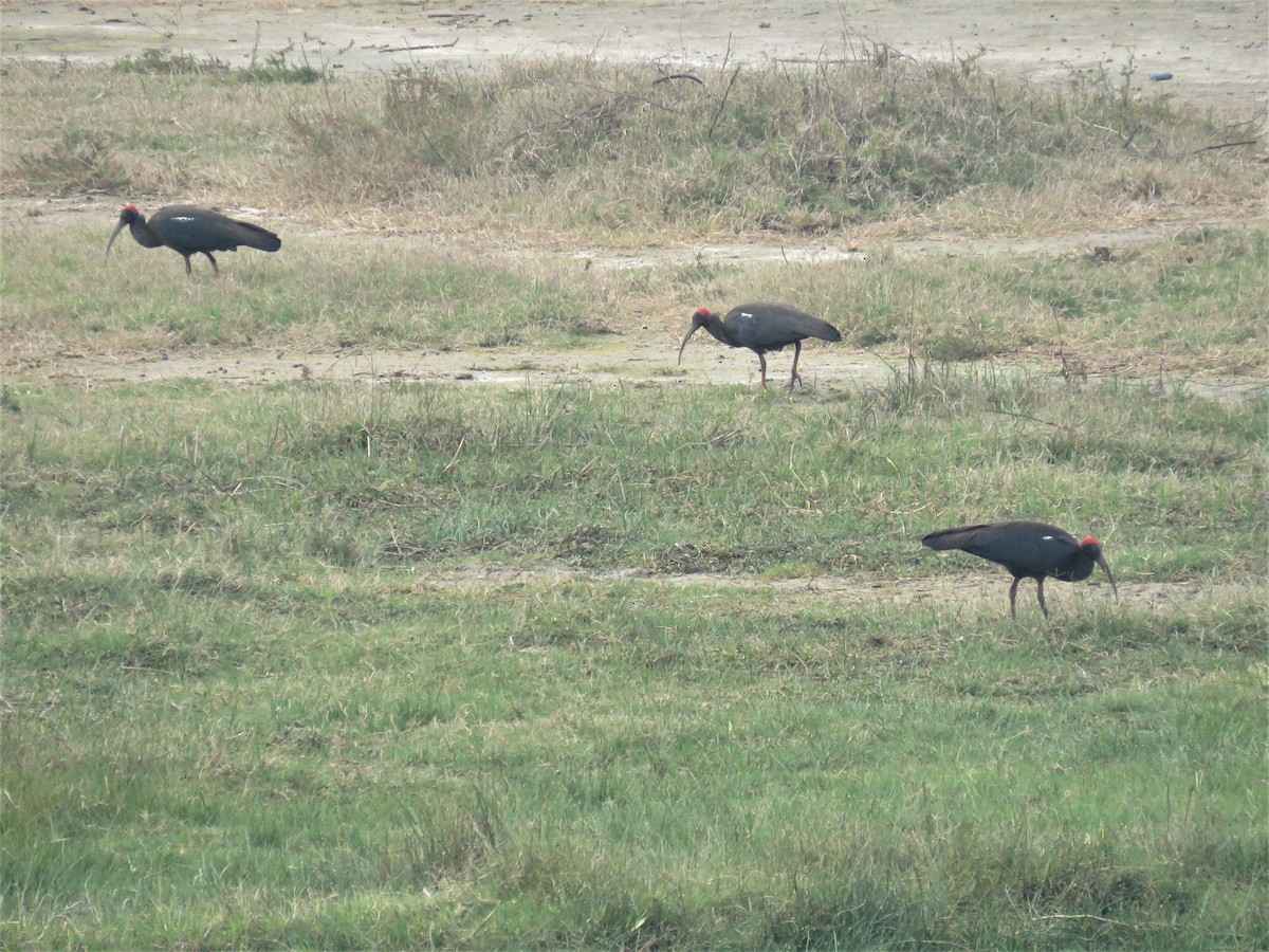 Red-naped Ibis - ML108245741