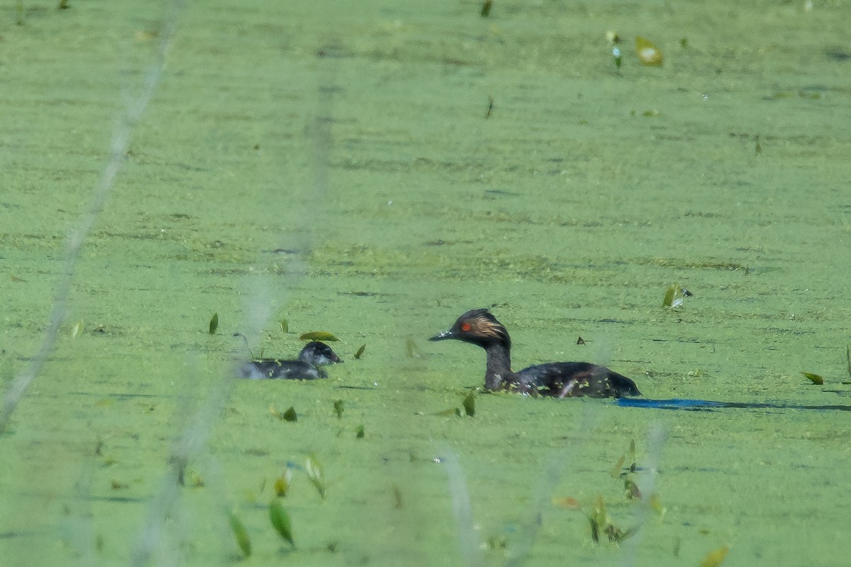 Eared Grebe - ML108246551