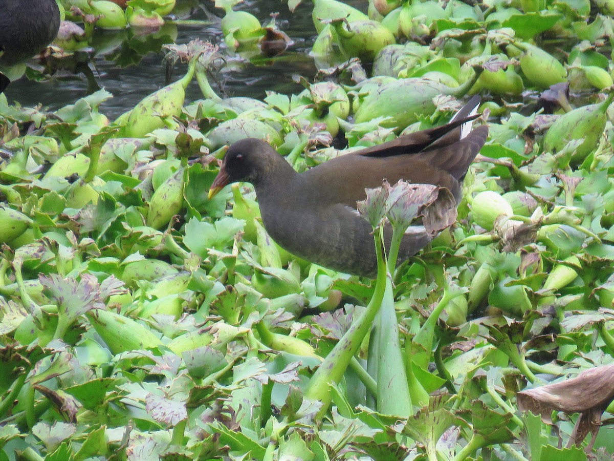 Eurasian Moorhen - ML108246731