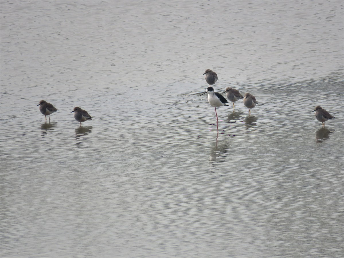 Black-winged Stilt - ML108246851