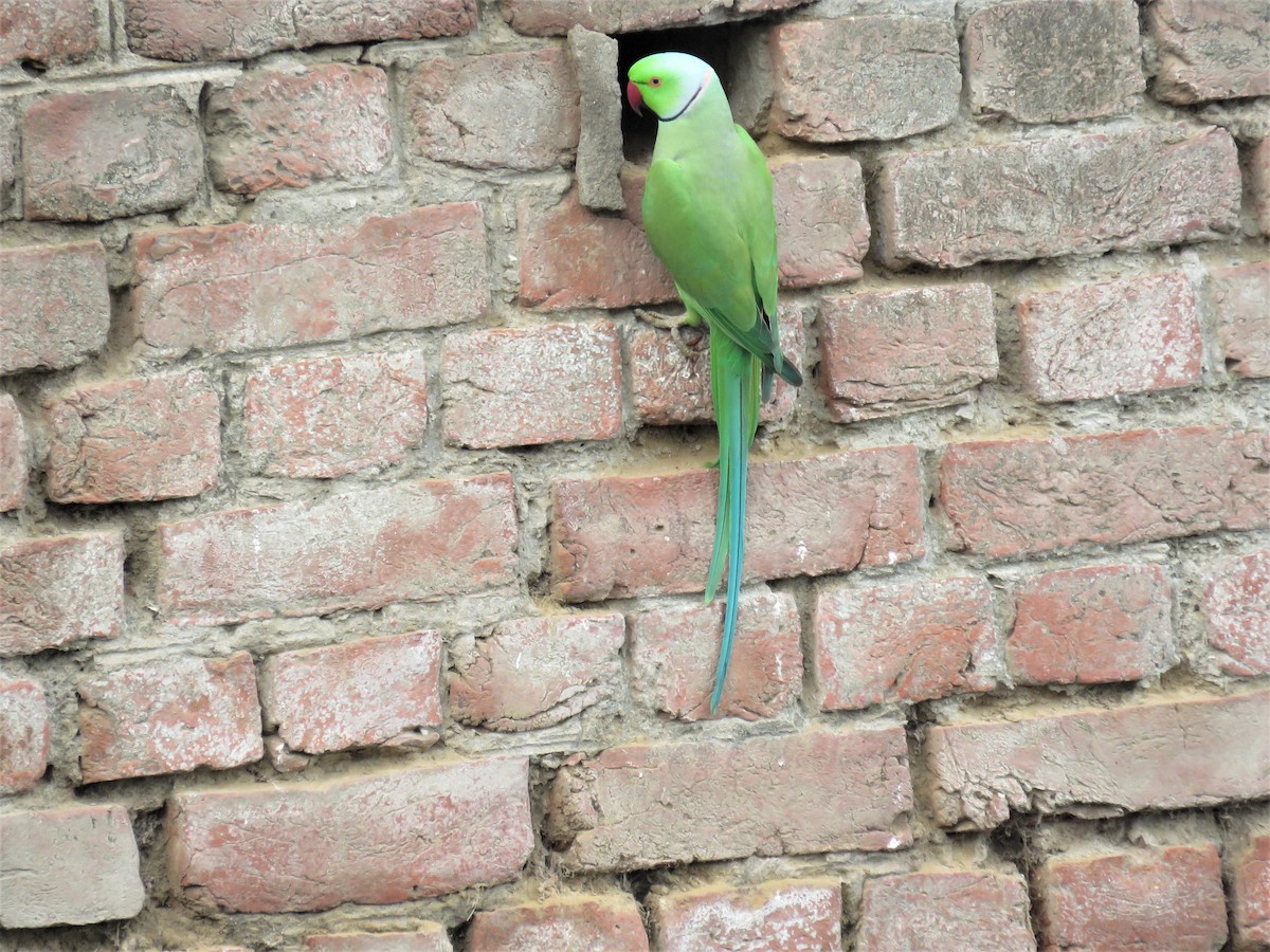 Rose-ringed Parakeet - ML108246921