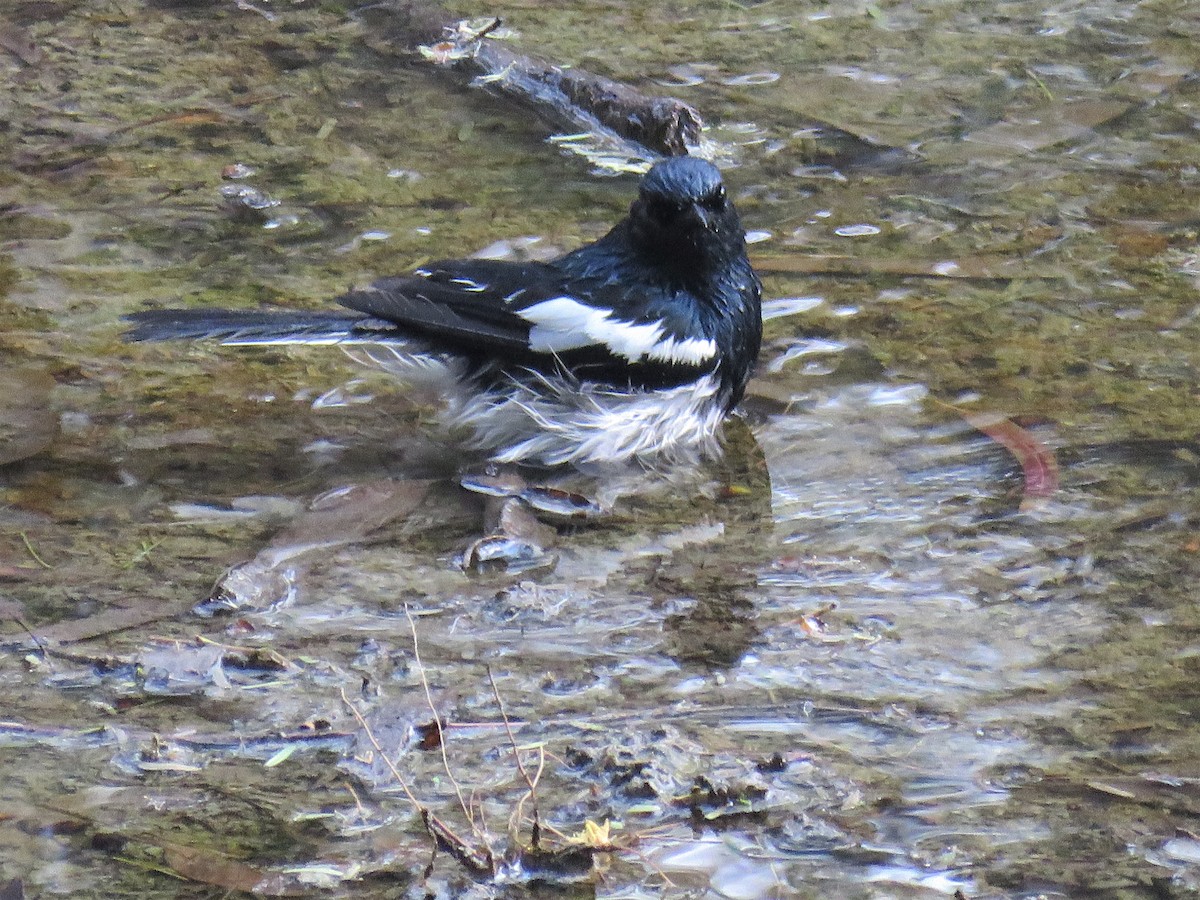 Oriental Magpie-Robin - ML108246931