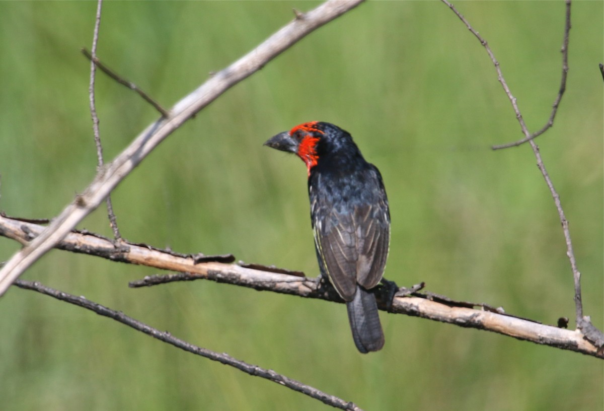 Black-billed Barbet - ML108247241