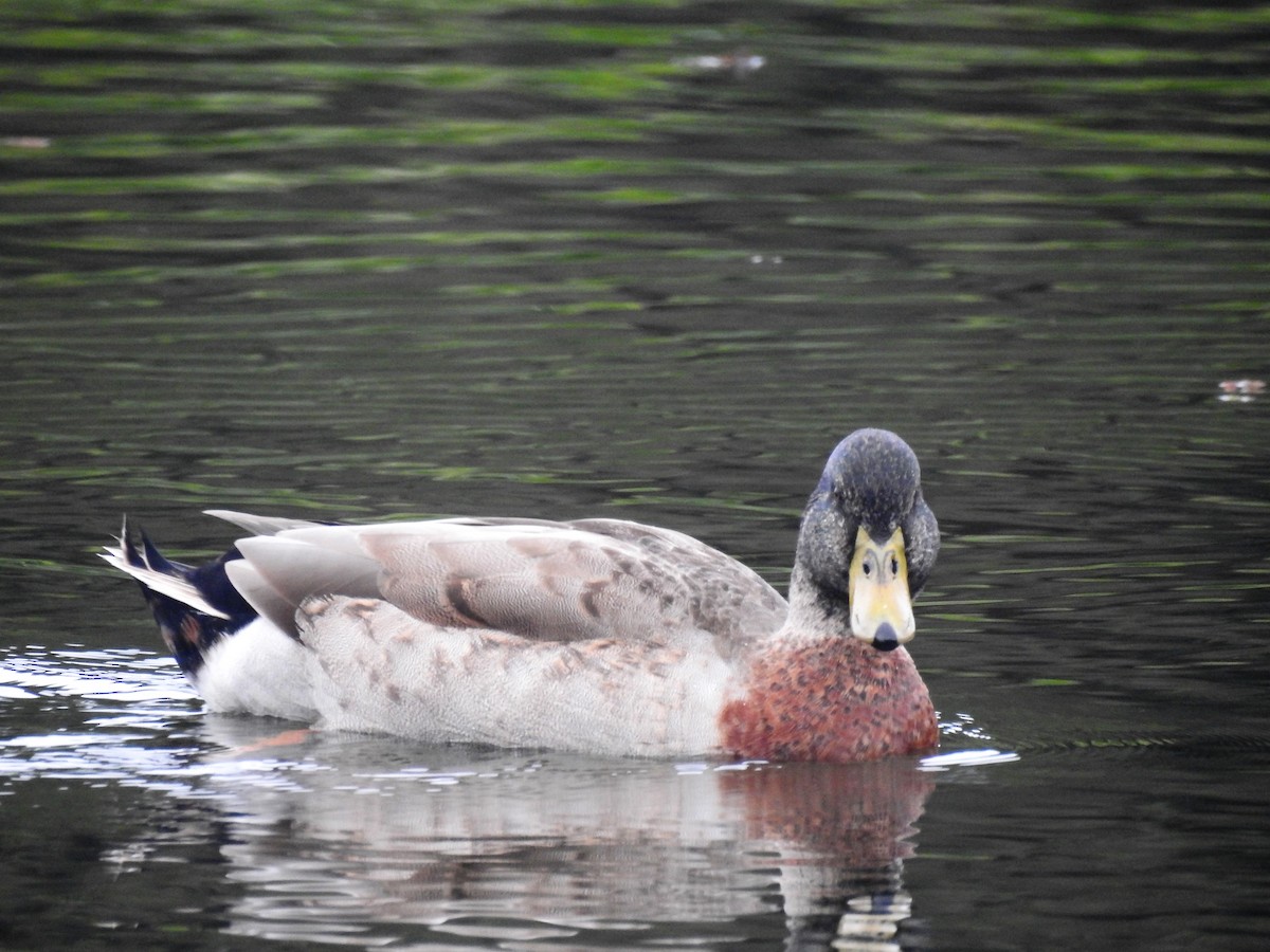 Mallard (Domestic type) - Gary Crouch