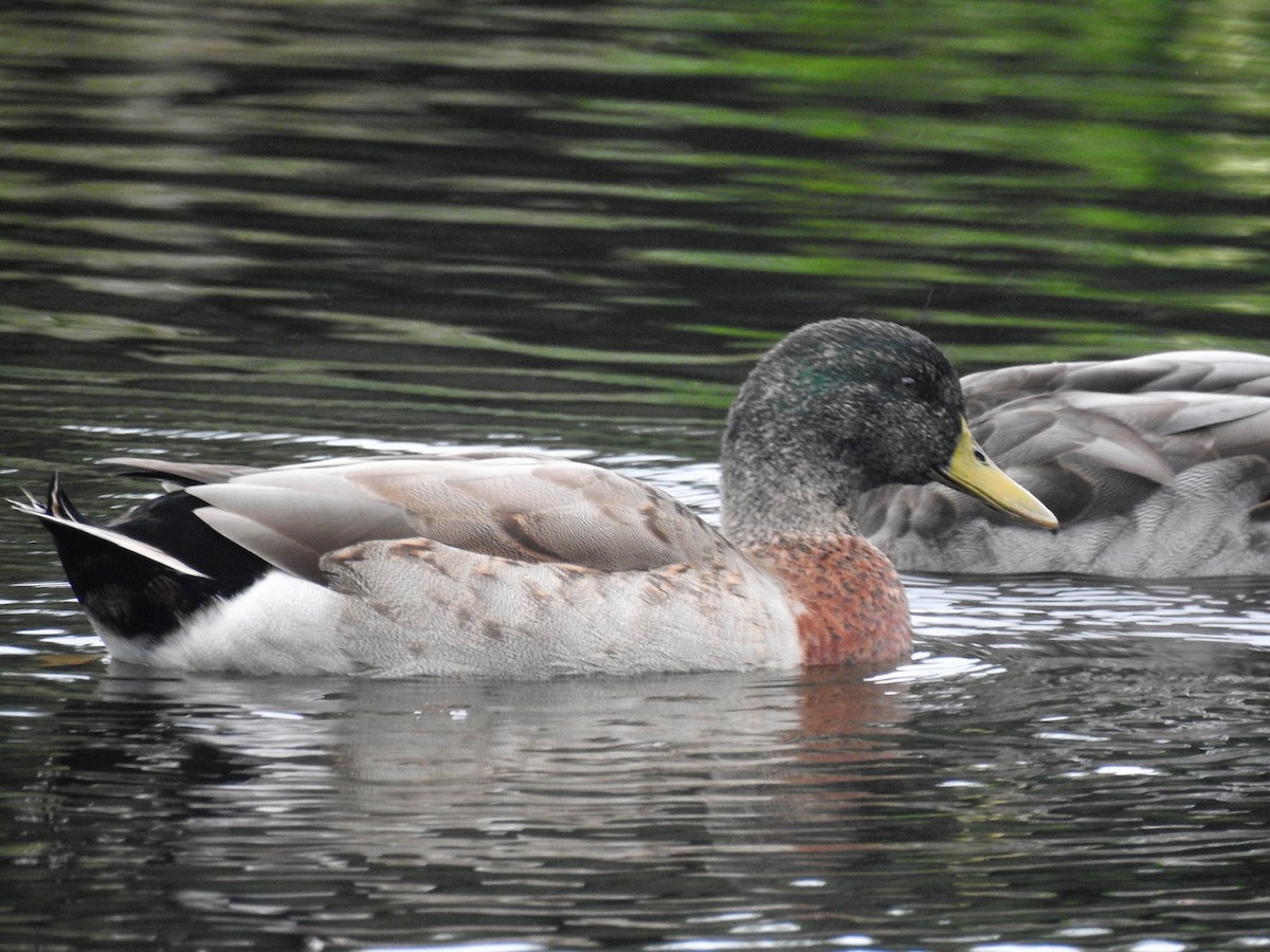 Mallard (Domestic type) - ML108249361