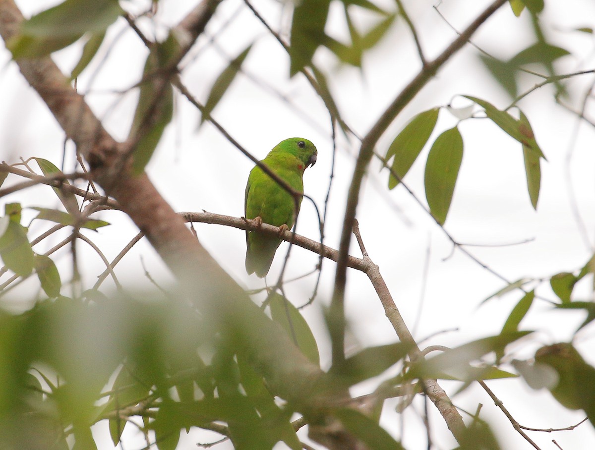 Blue-crowned Hanging-Parrot - ML108249751