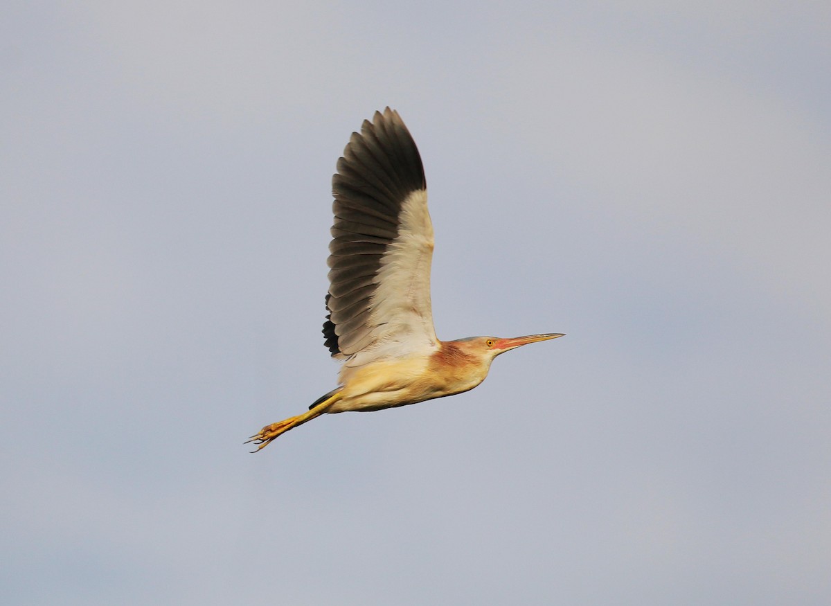 Yellow Bittern - ML108249991