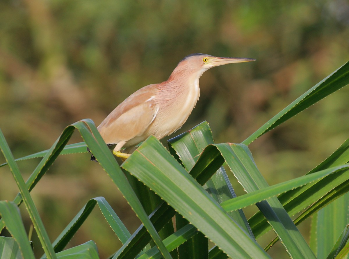 Yellow Bittern - ML108250001