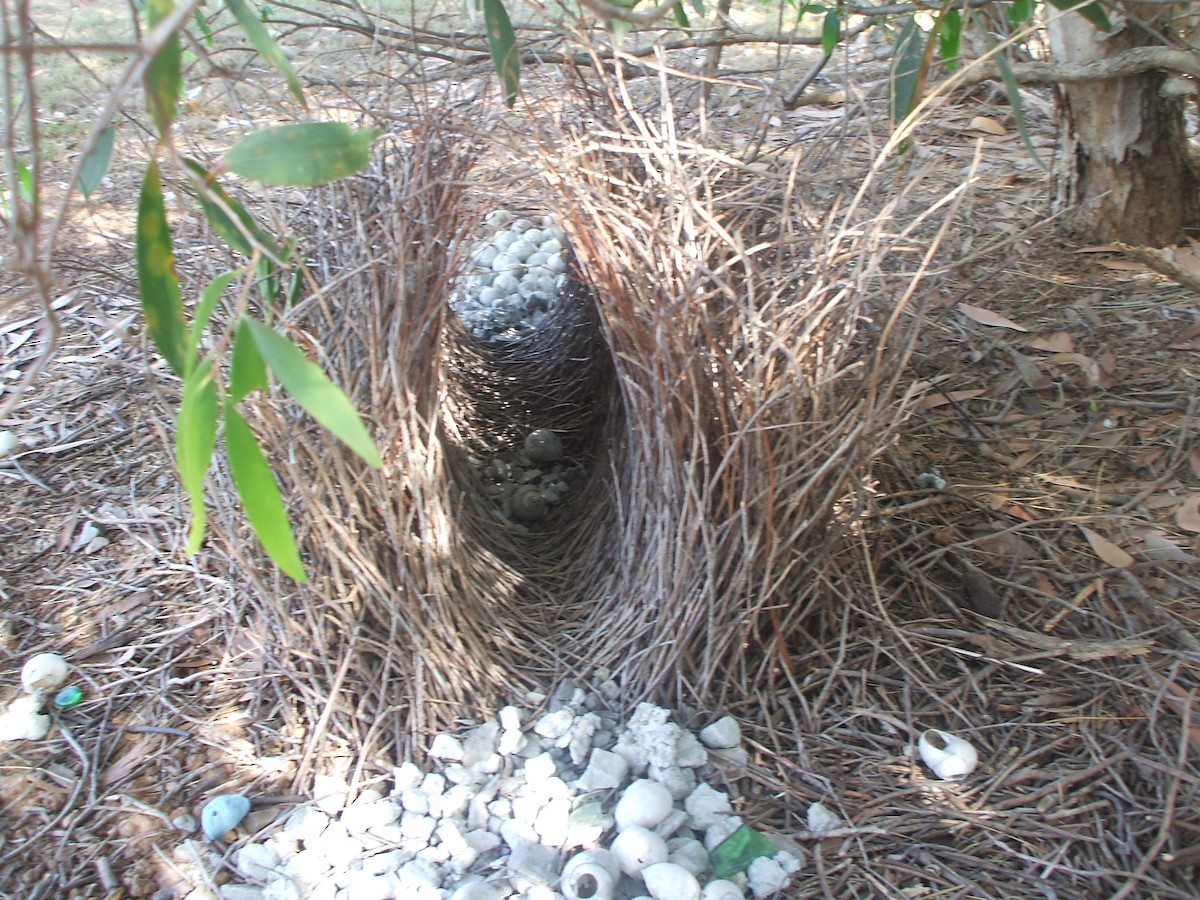 Great Bowerbird - ML108250021