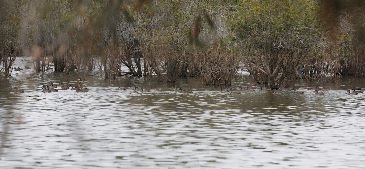 Freckled Duck - ML108251111