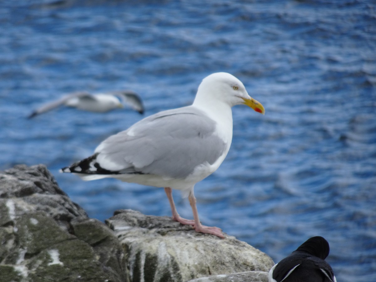 Herring Gull - Colin Marchant