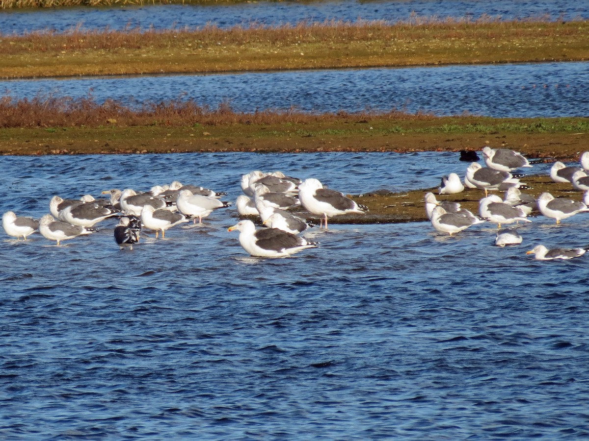 Great Black-backed Gull - ML108252671