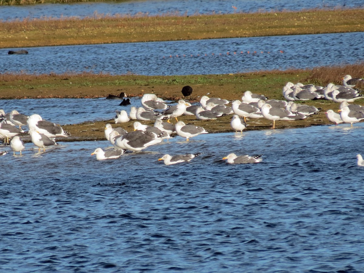 Gaviota Sombría - ML108252871