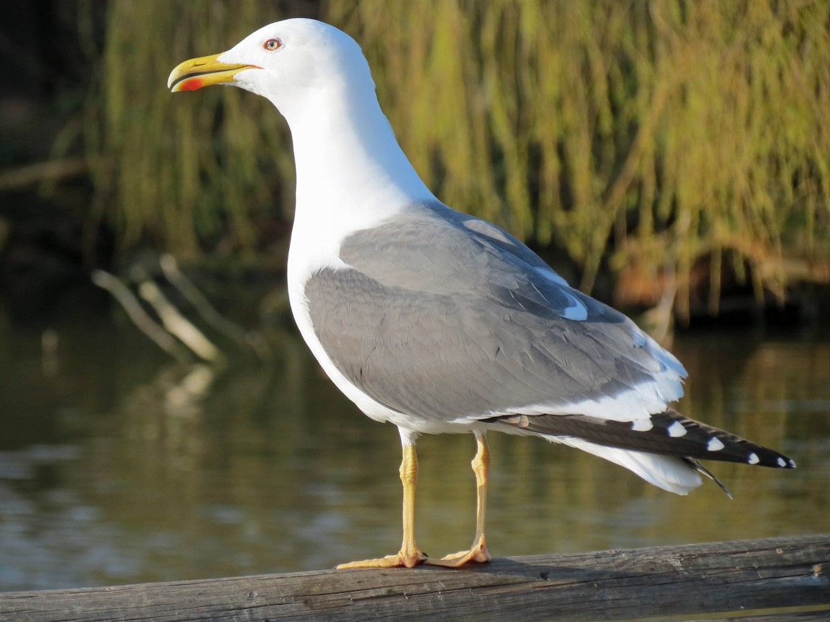 Lesser Black-backed Gull - ML108252921