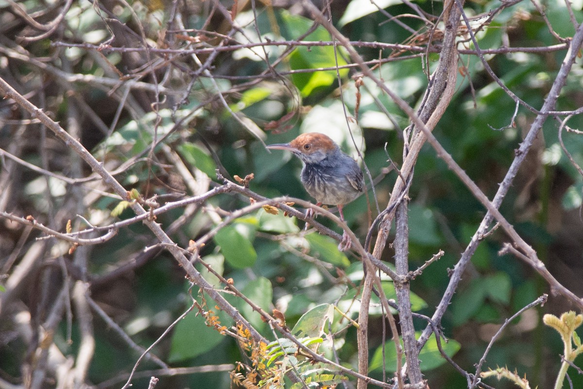 Cambodian Tailorbird - ML108253491