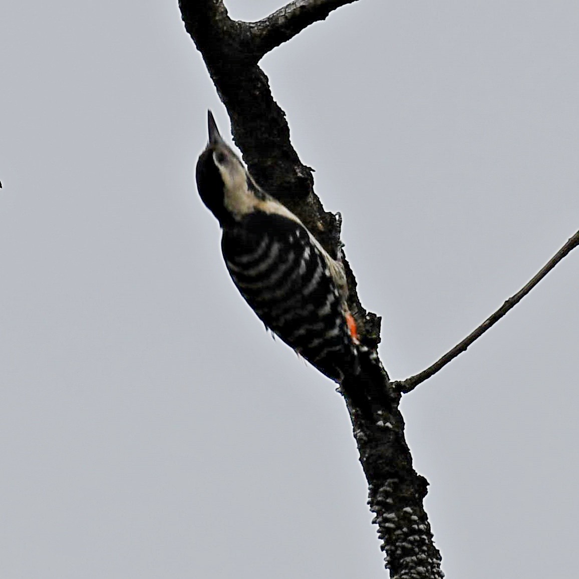 Fulvous-breasted Woodpecker - ML108254111