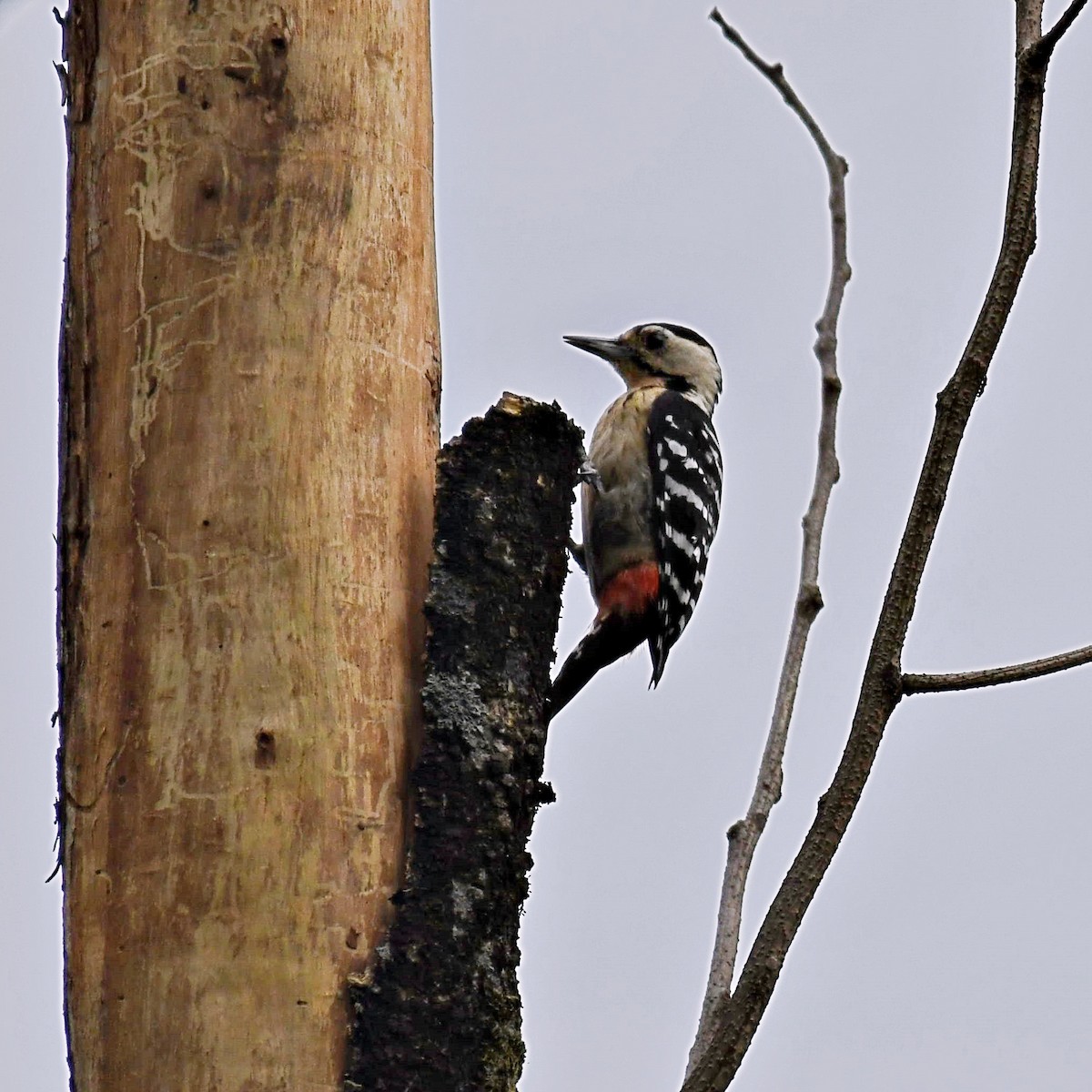 Fulvous-breasted Woodpecker - ML108254121