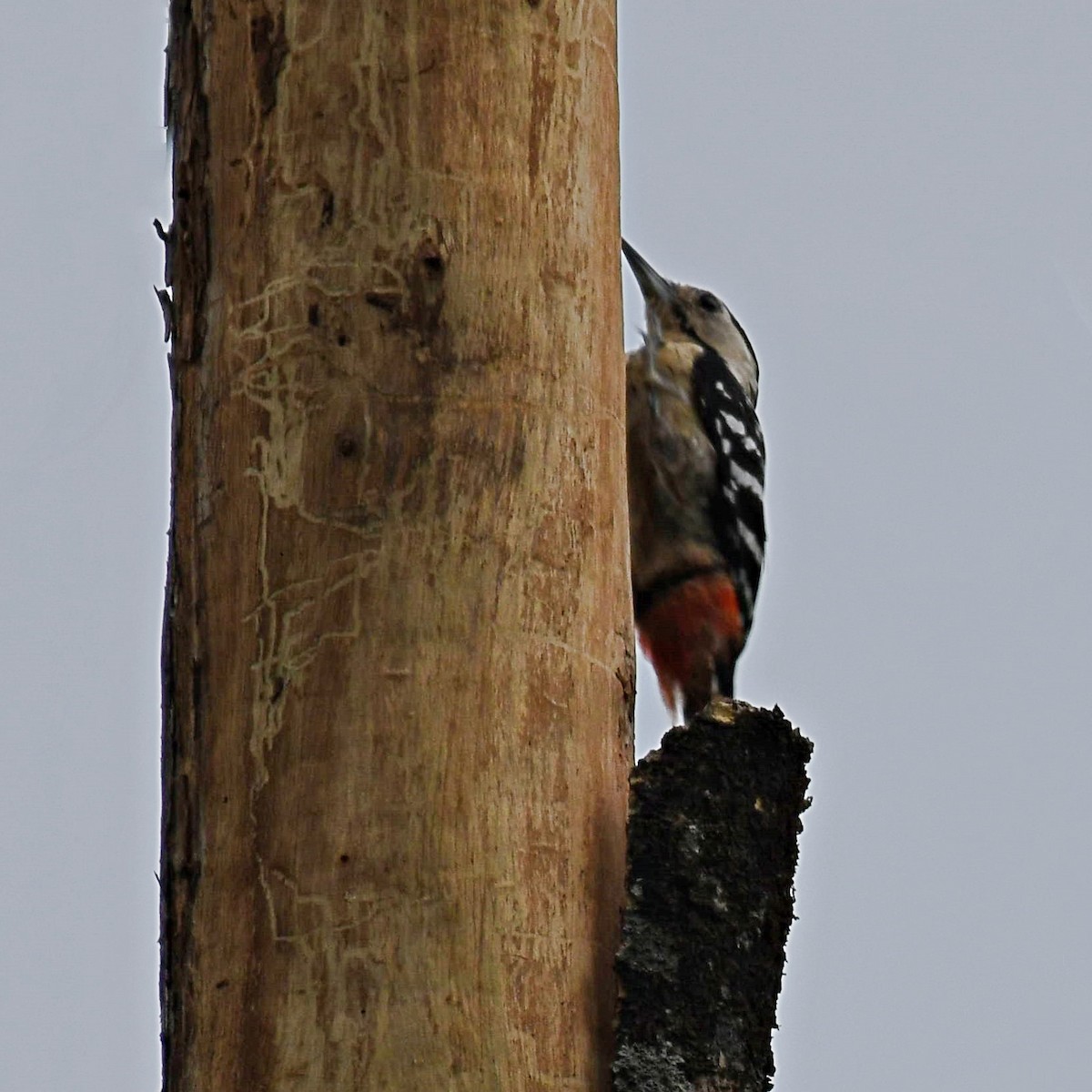 Fulvous-breasted Woodpecker - ML108254131