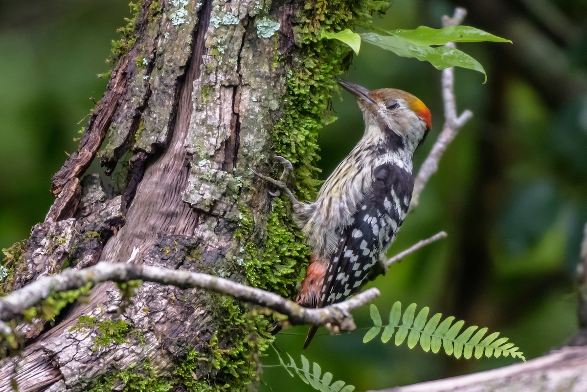 Brown-fronted Woodpecker - ML108254501