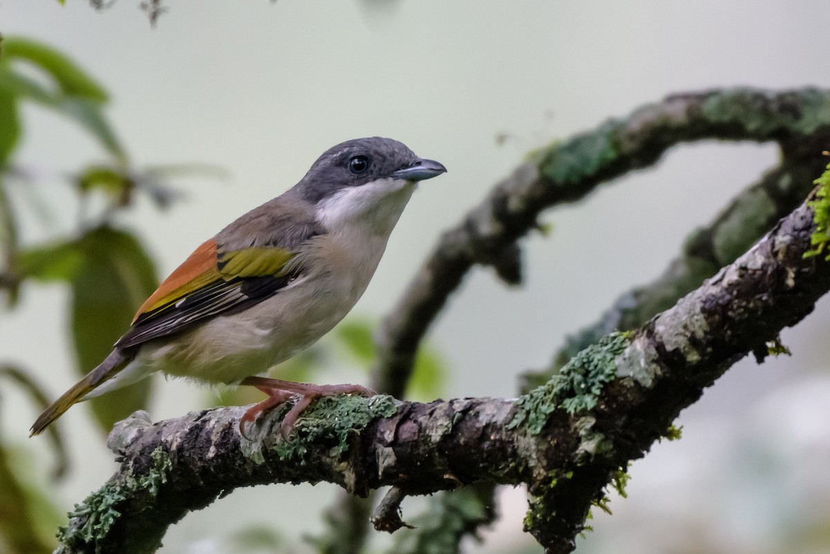 White-browed Shrike-Babbler (Himalayan) - Balaji P B
