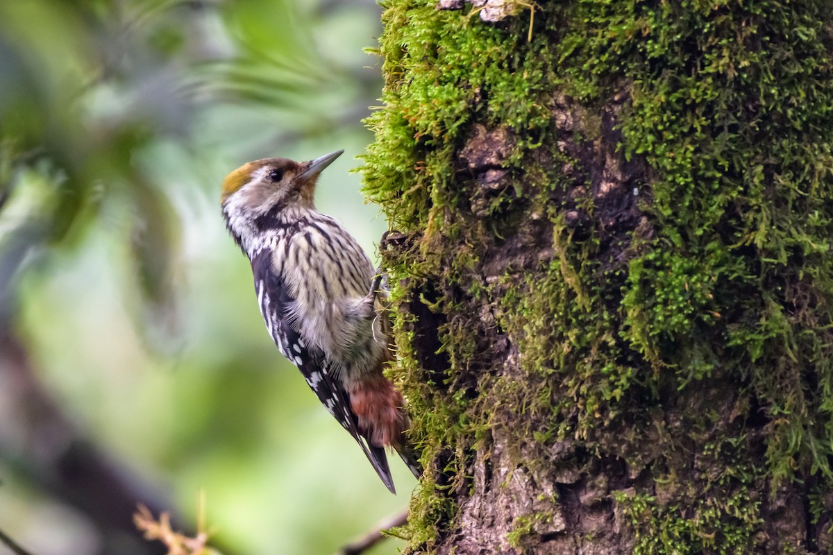 Brown-fronted Woodpecker - ML108254521