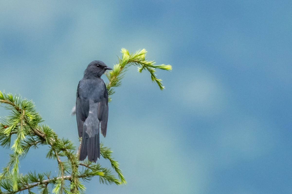 Black-winged Cuckooshrike - ML108254531