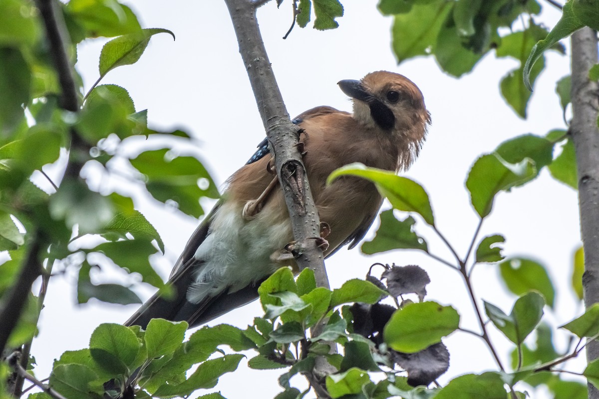 Eurasian Jay - ML108254601