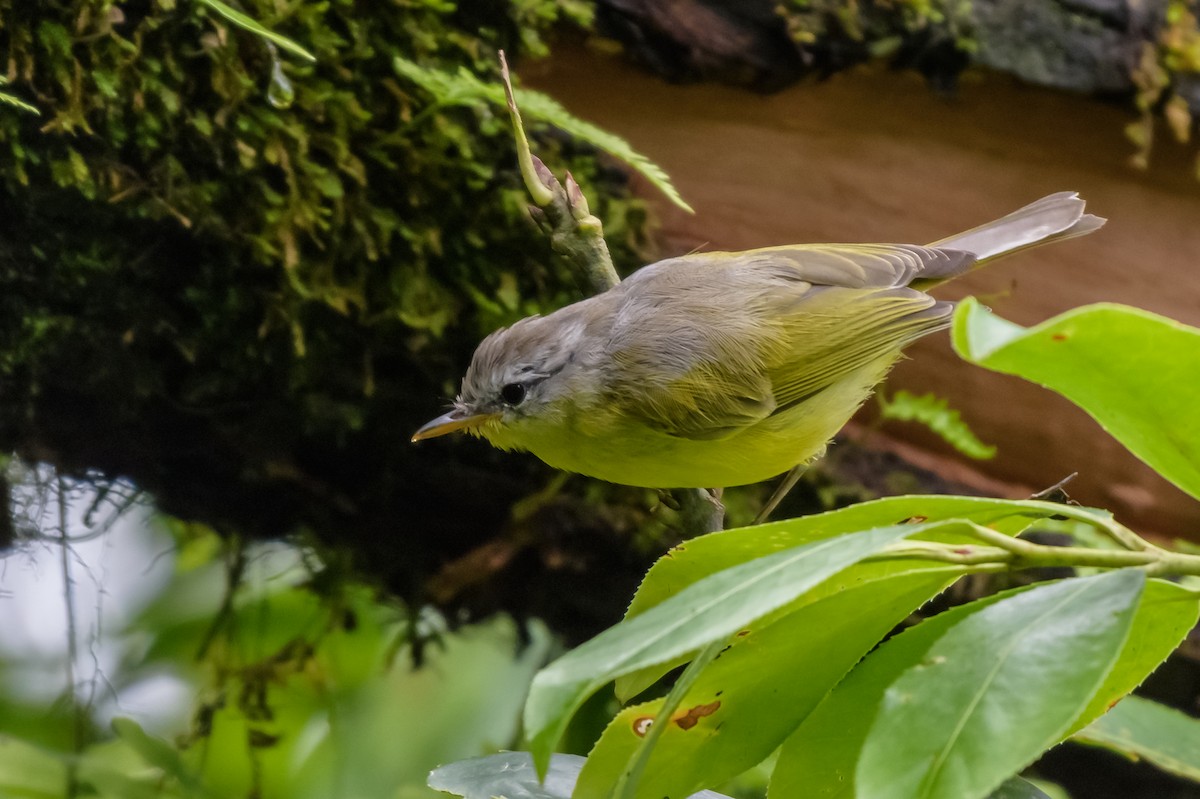 Gray-hooded Warbler - ML108254611