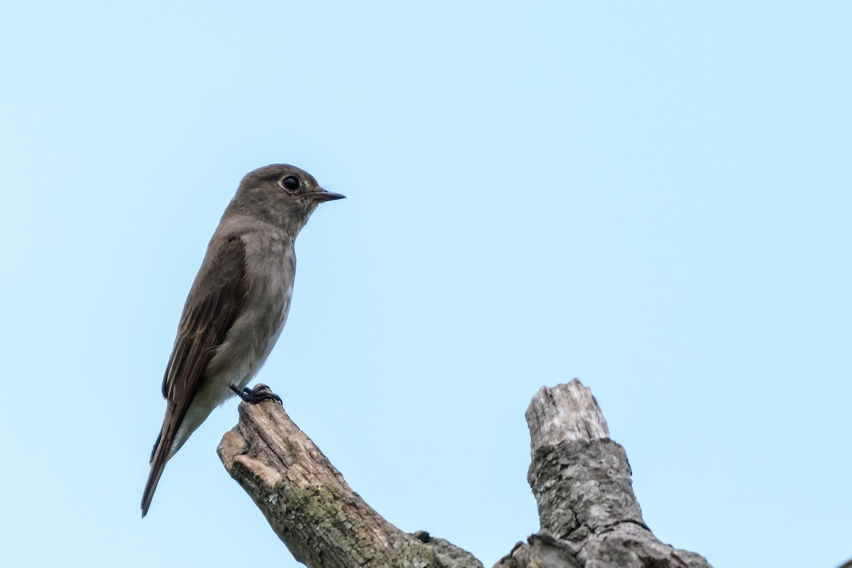 Dark-sided Flycatcher - ML108254651