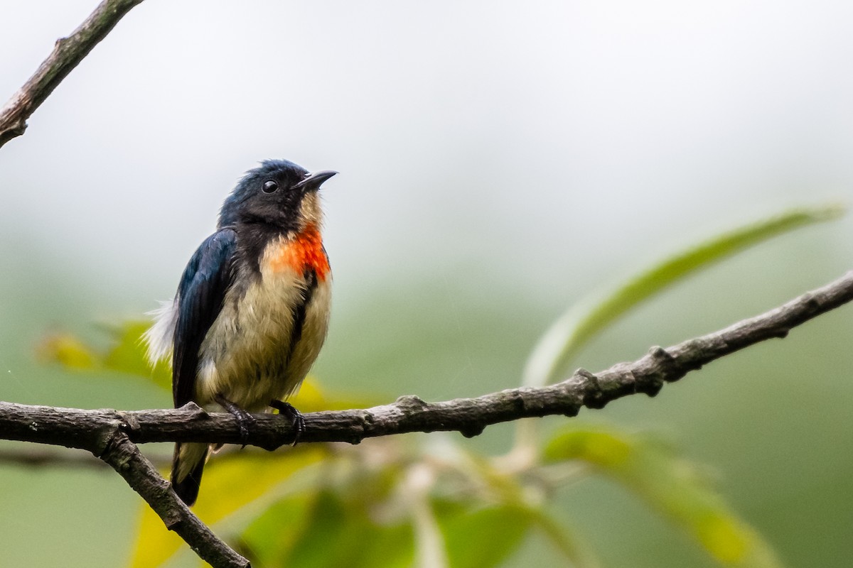 Fire-breasted Flowerpecker - Balaji P B