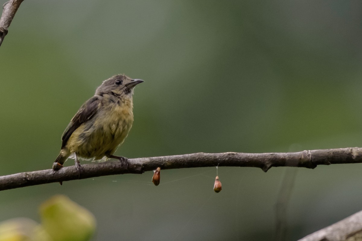 Fire-breasted Flowerpecker - ML108254671