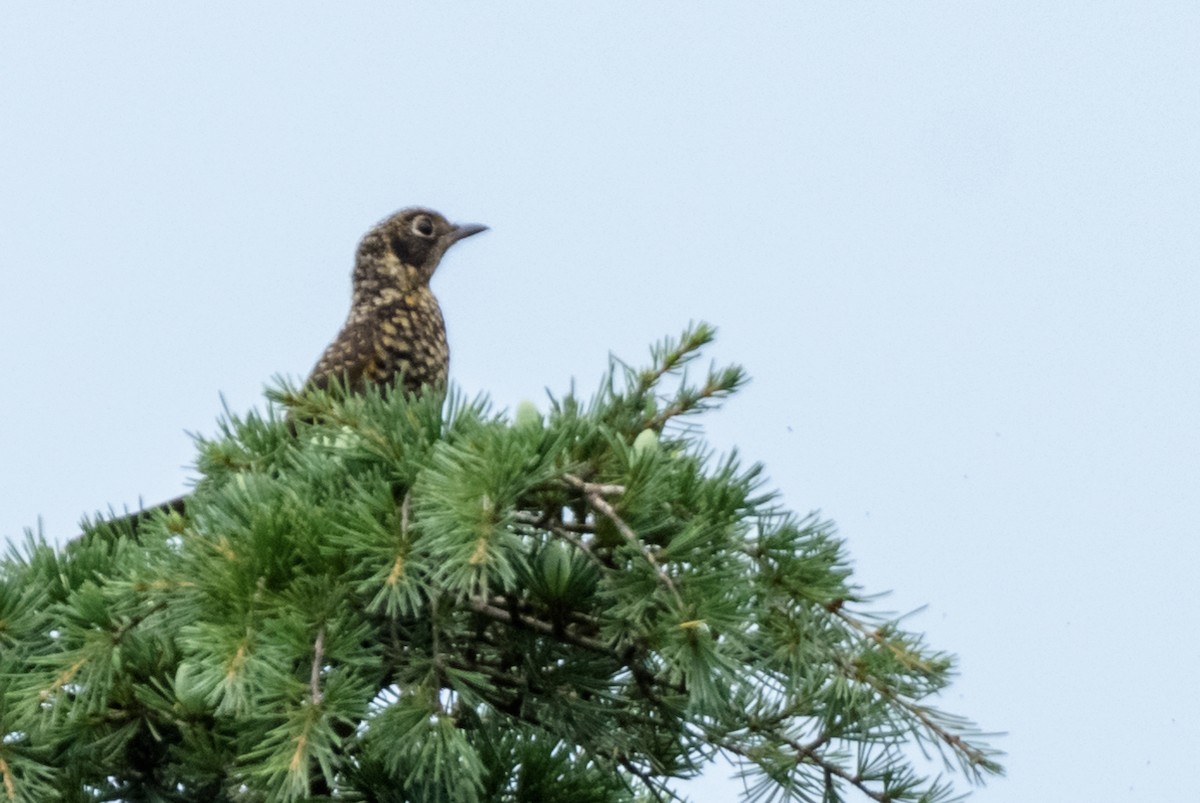 Chestnut-bellied Rock-Thrush - ML108254741