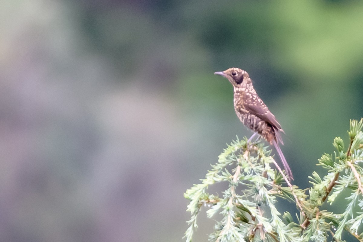 Chestnut-bellied Rock-Thrush - ML108254751