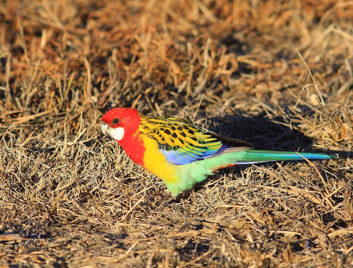 Eastern Rosella - ML108255471