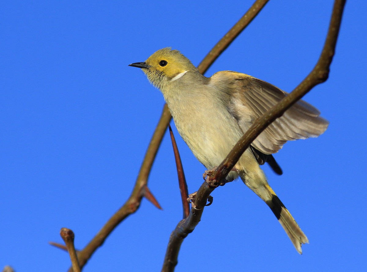 White-plumed Honeyeater - ML108255511