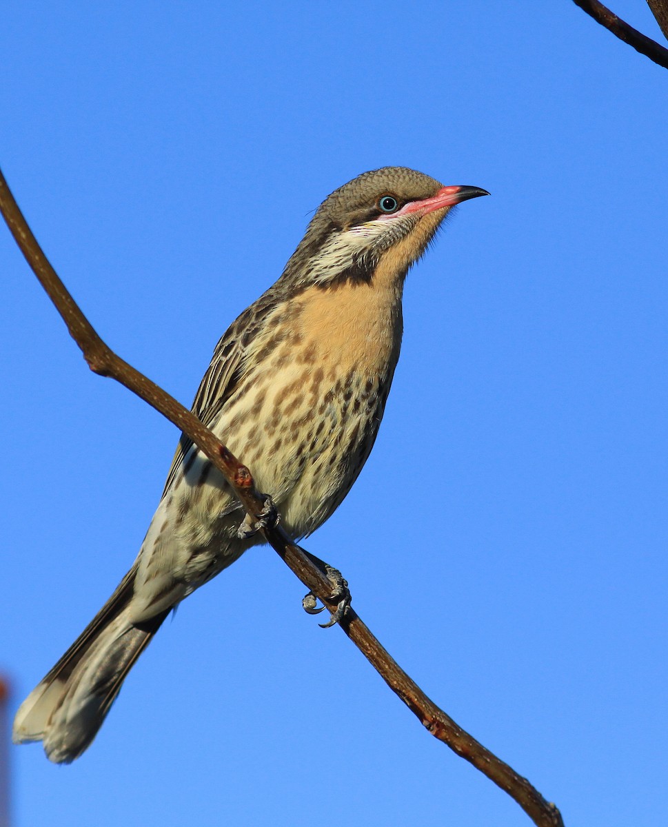 Spiny-cheeked Honeyeater - ML108255531