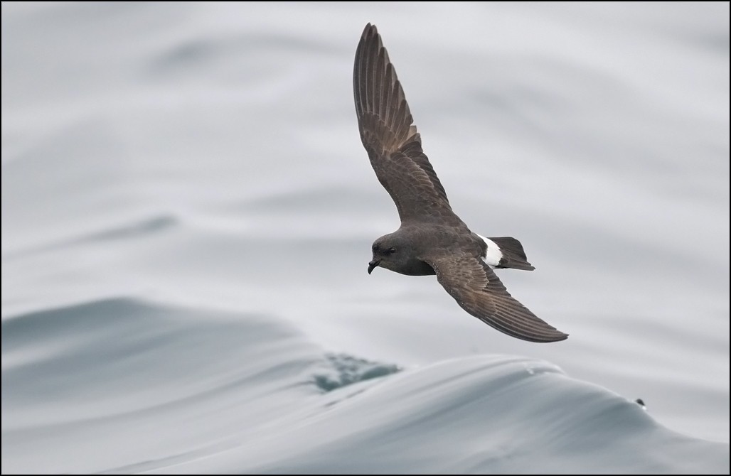 European Storm-Petrel - Alex Máni Guðríðarsson