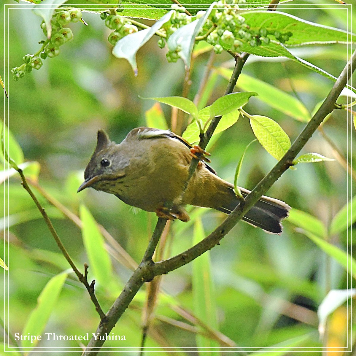 Stripe-throated Yuhina - ML108256621