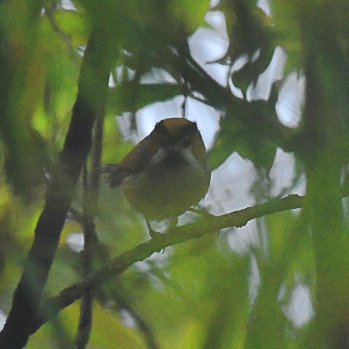 Black-throated Parrotbill - ML108256711