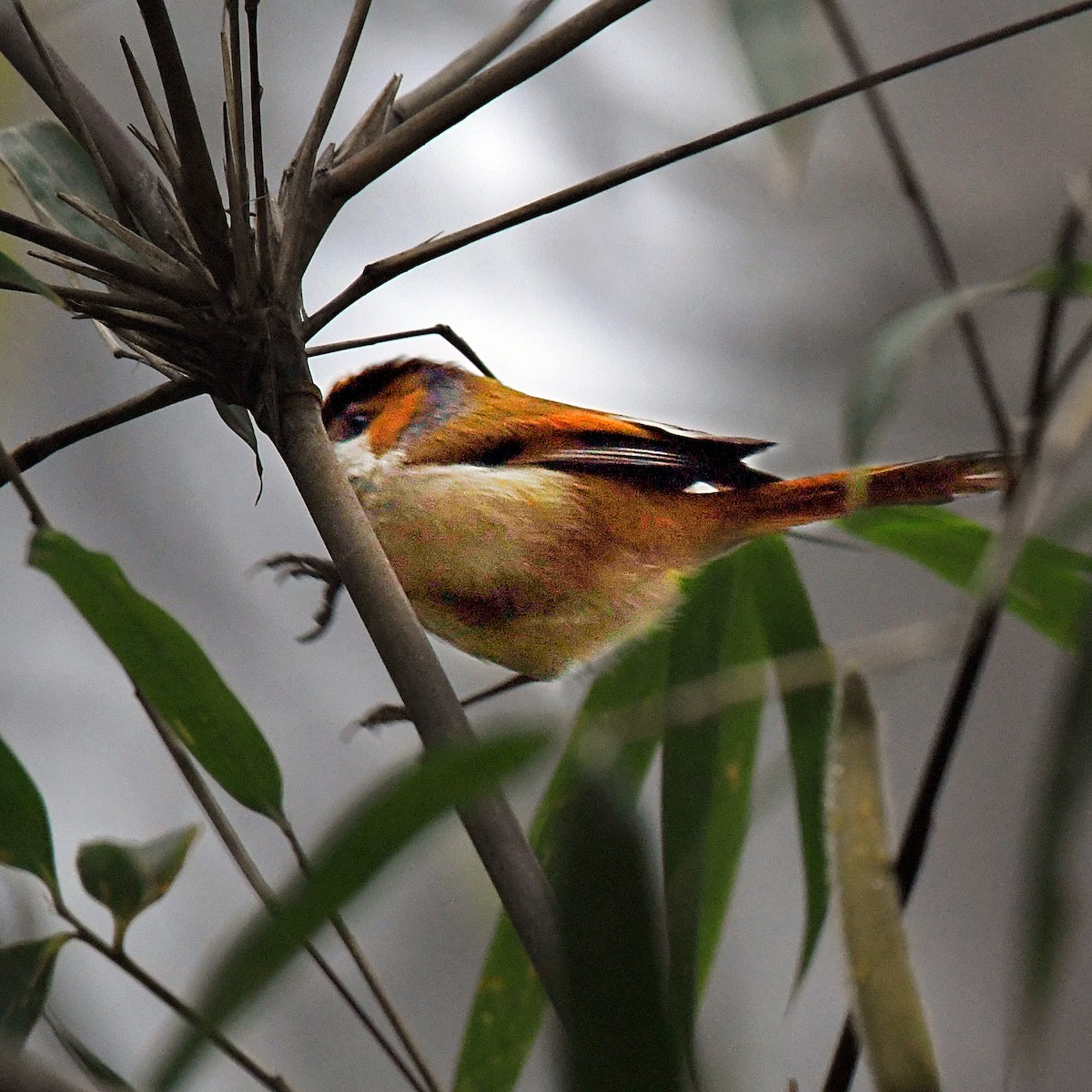 Black-throated Parrotbill - ML108256741