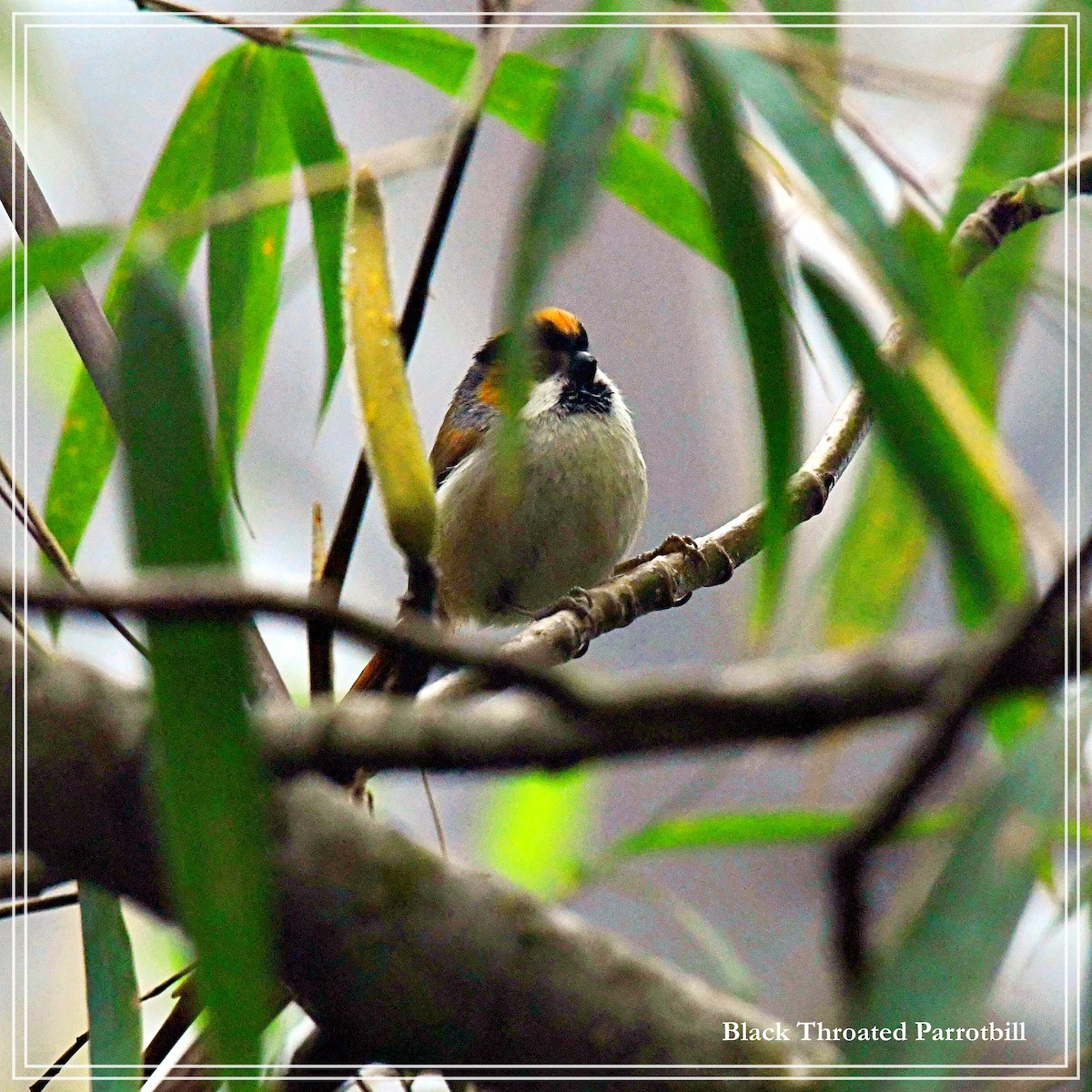 Black-throated Parrotbill - ML108256771