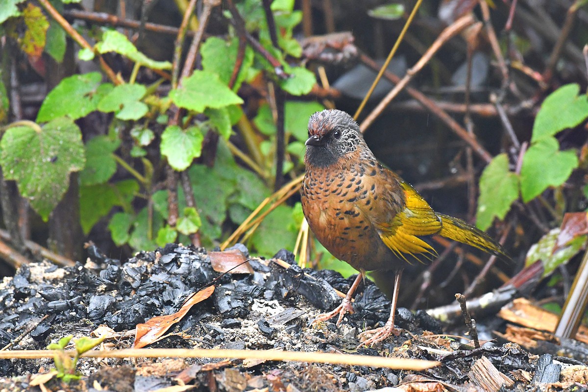 Chestnut-crowned Laughingthrush - ML108257091