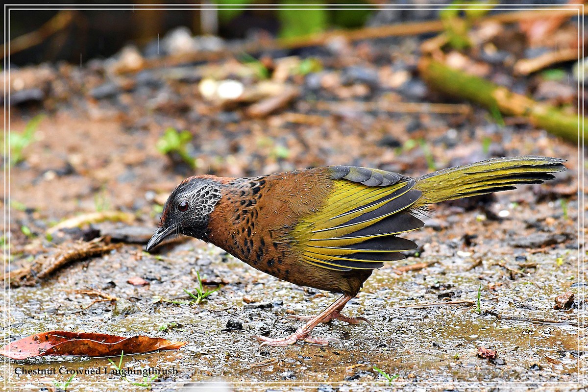 Chestnut-crowned Laughingthrush - ML108257111