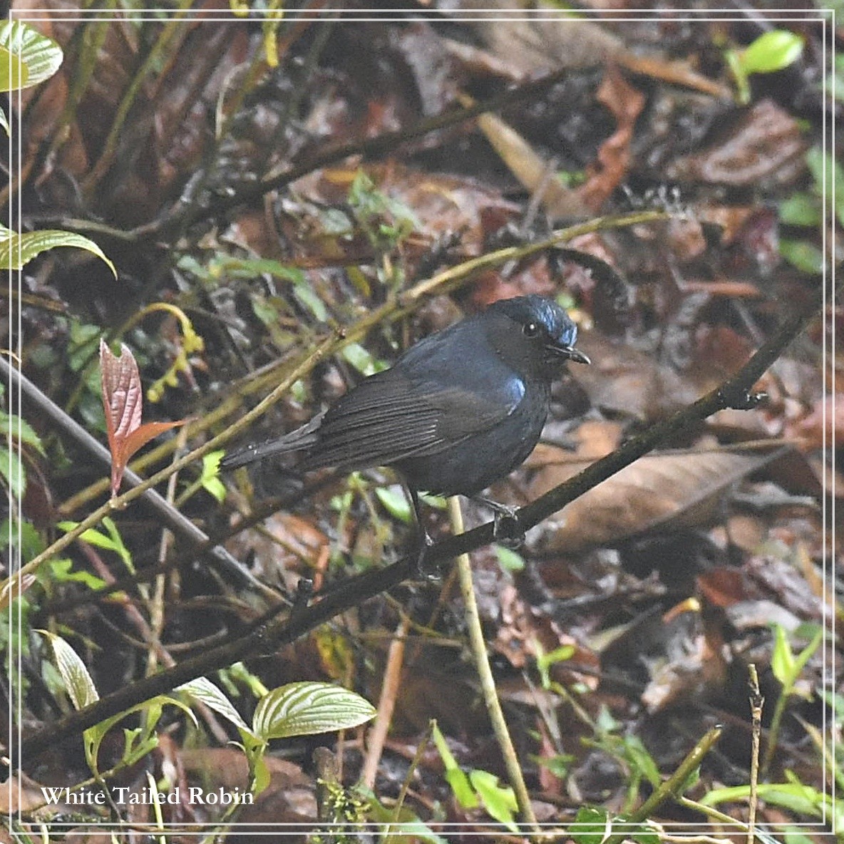 White-tailed Robin - ML108257131