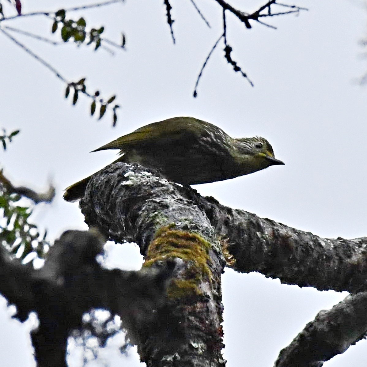 Striated Bulbul - ML108257151