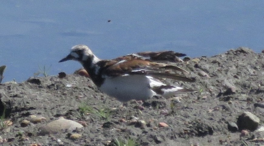 Ruddy Turnstone - ML108258051