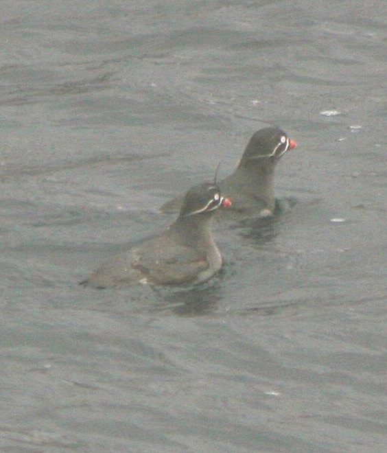 Whiskered Auklet - ML108258261