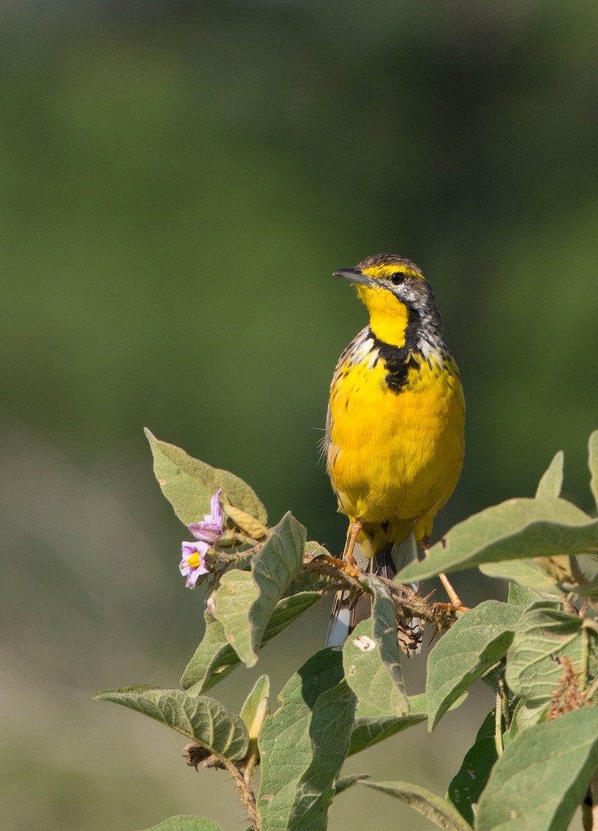 Yellow-throated Longclaw - ML108258311